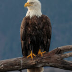 bald eagle (haliaeetus leucocephalus) kachemak bay, alaska